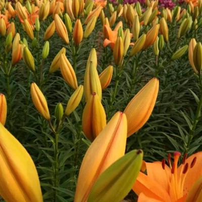 梅花一朵