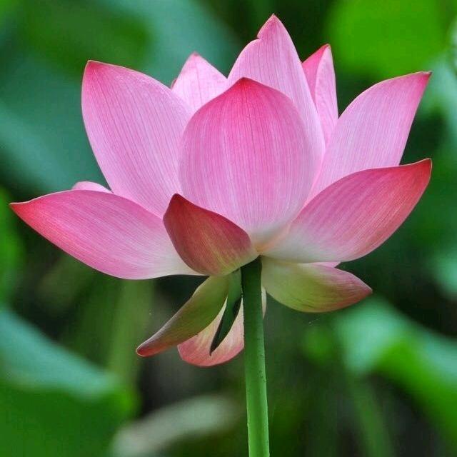 杨华