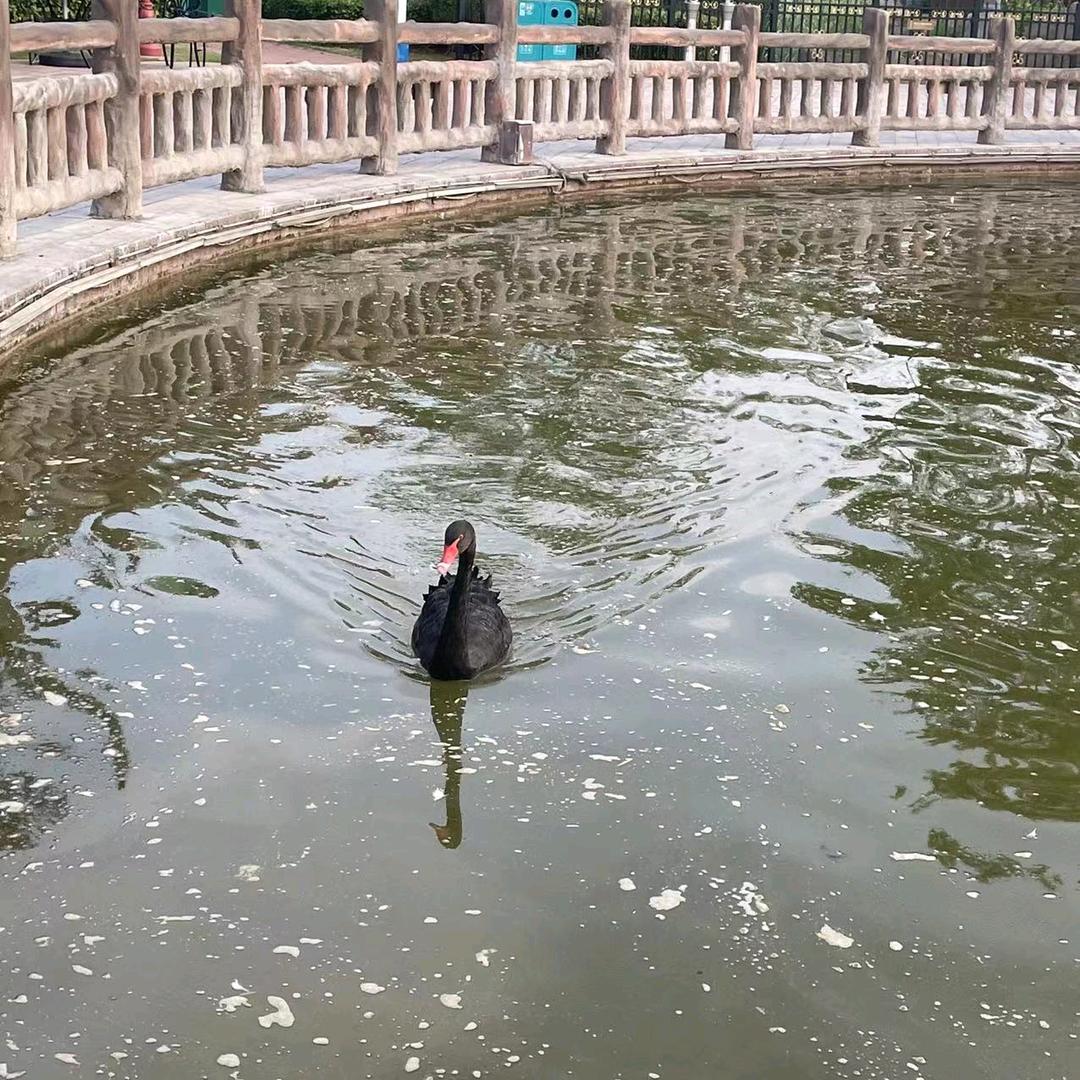 雪落无痕