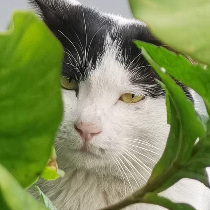 好奇猫