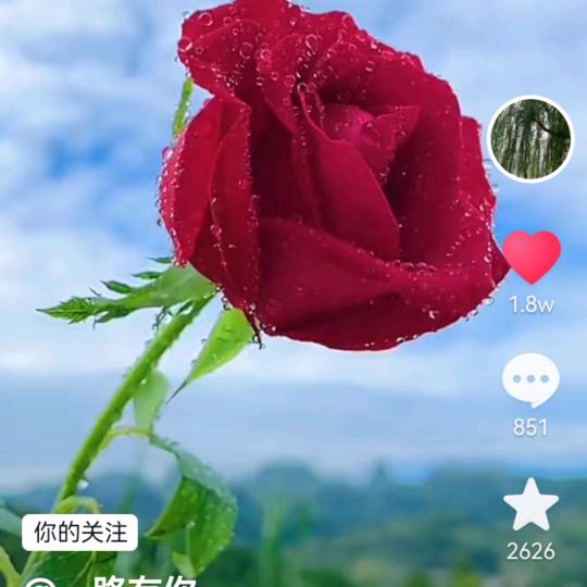 开心果果