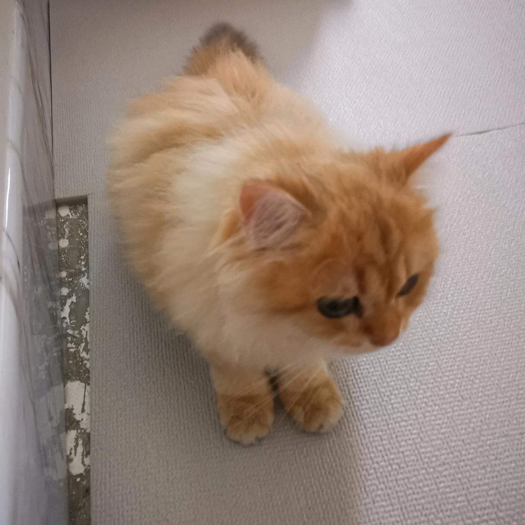 祈祷神龙