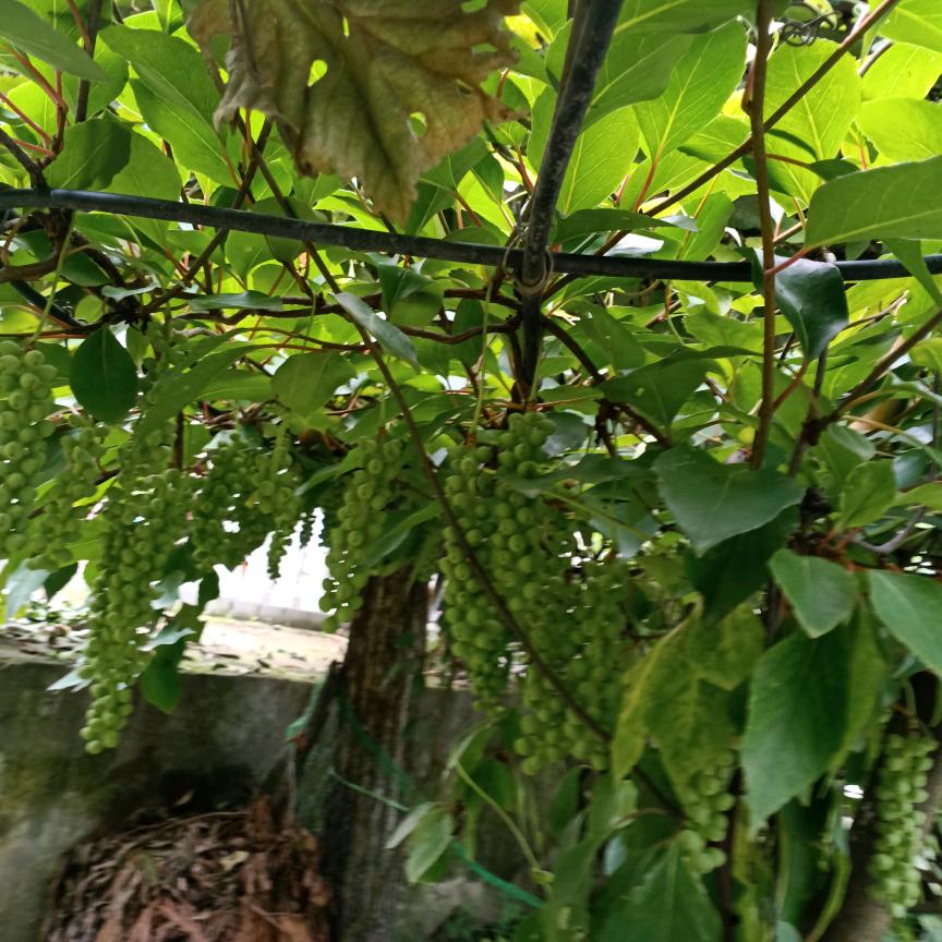 杨碧安