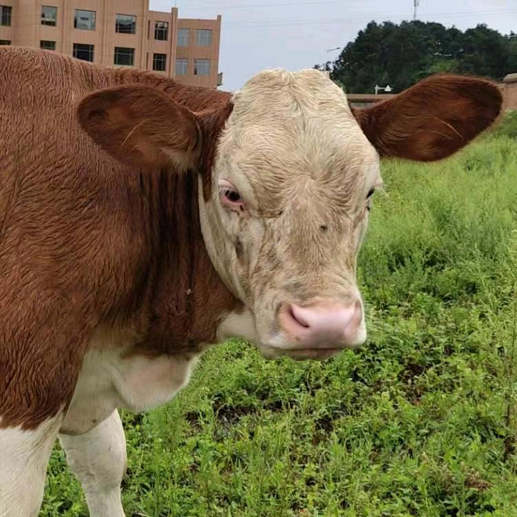 吉林西门塔尔牛小李