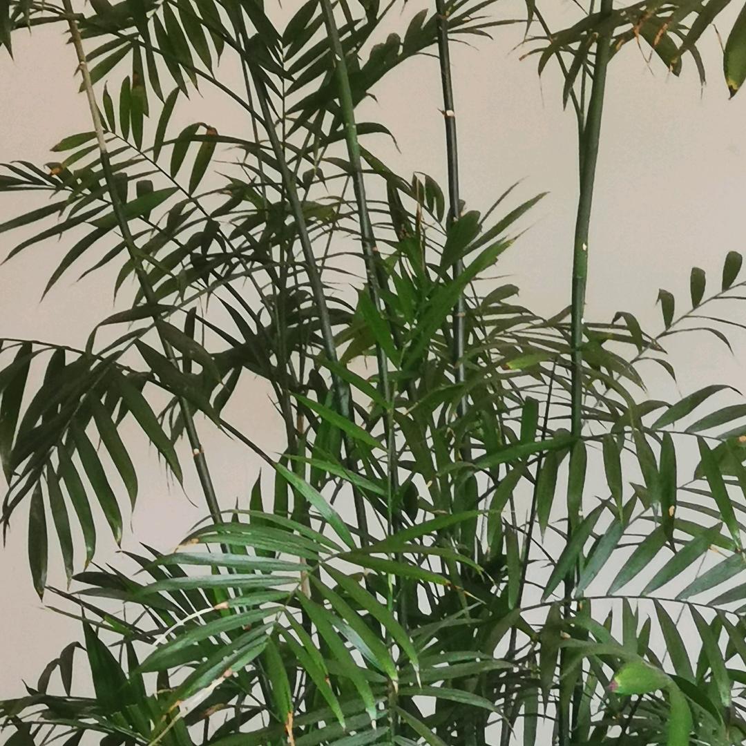 沉飞