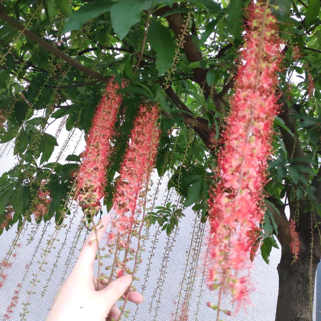 菩提兰馨