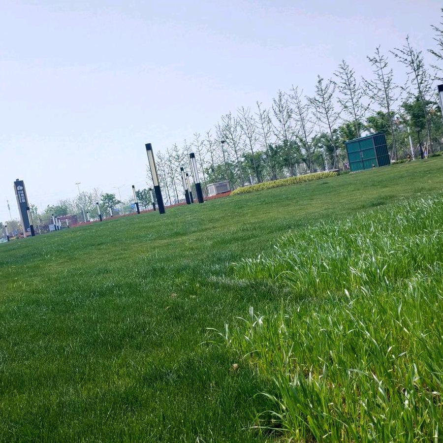 中药材种植