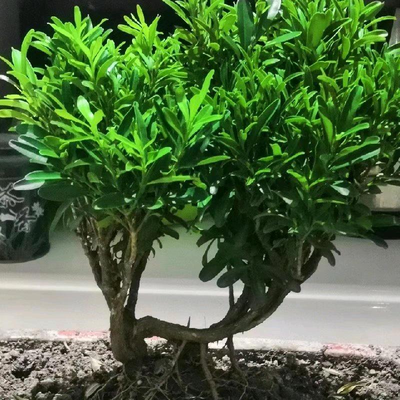珍稀苗木
