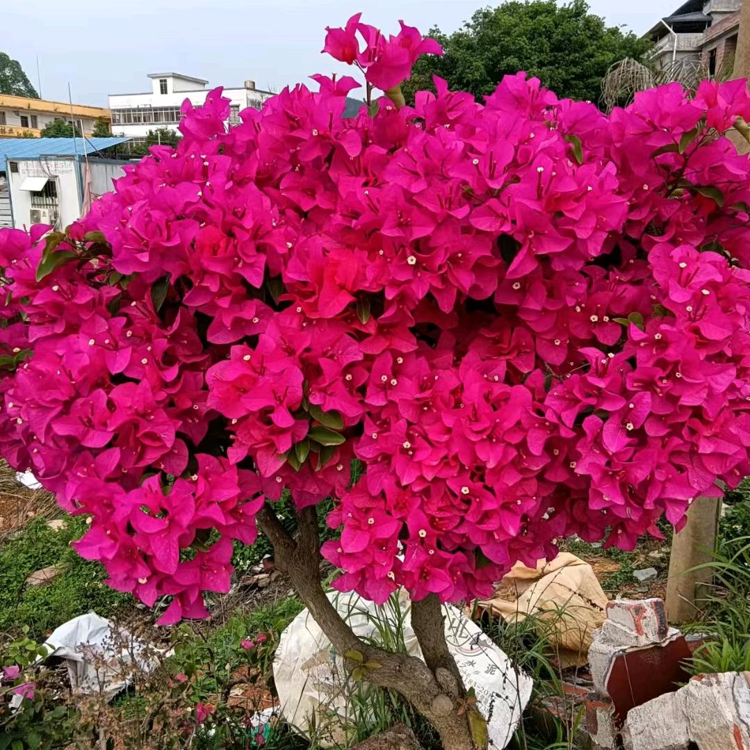 为儿女奋斗