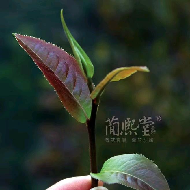 天际(简熙茶叶)