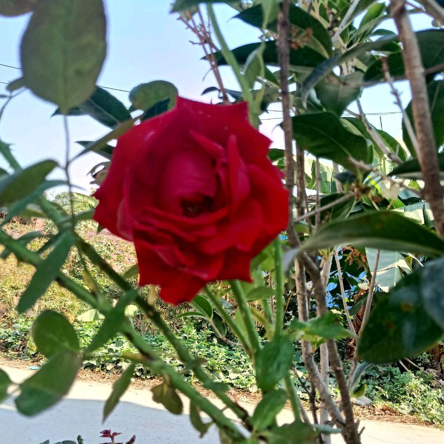 简荭蕶