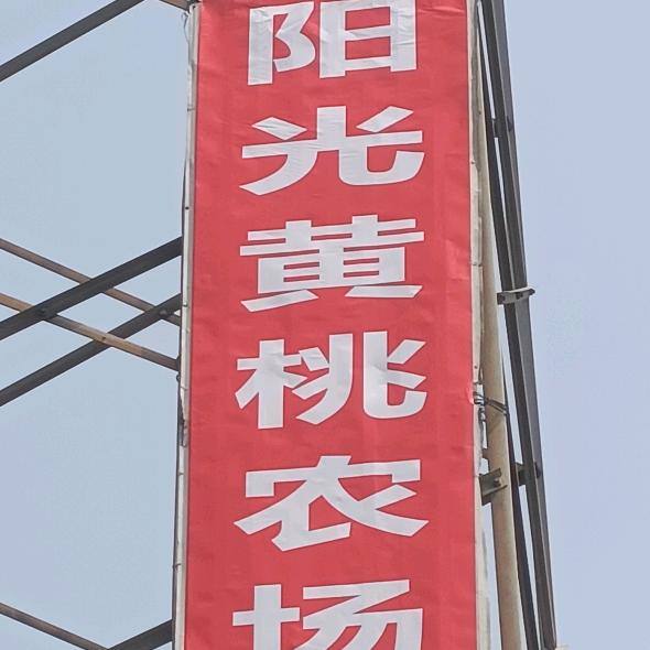 桃子姐