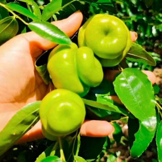 封丘枣之缘.狄哥