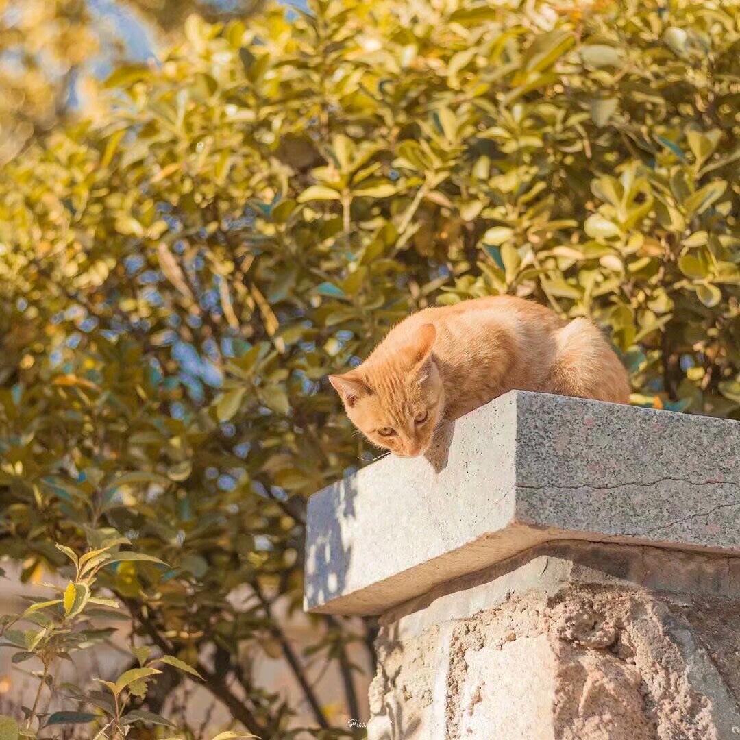 山月.