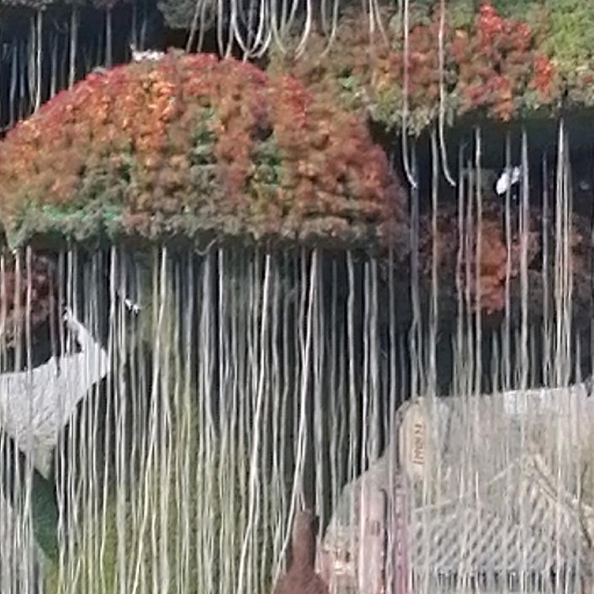 大杨创世