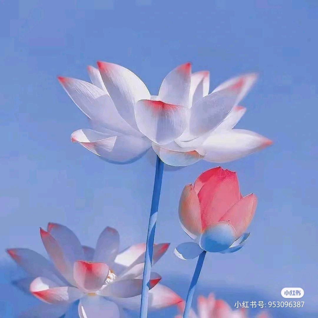青柠、