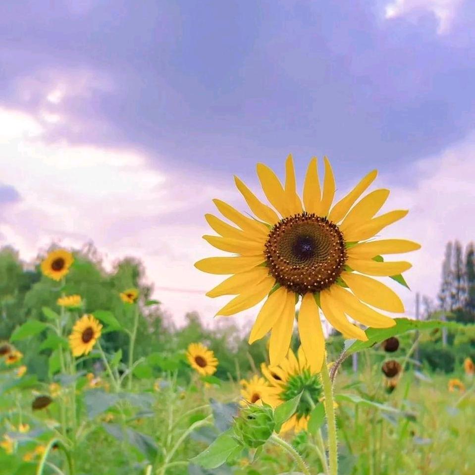 陌上花开q