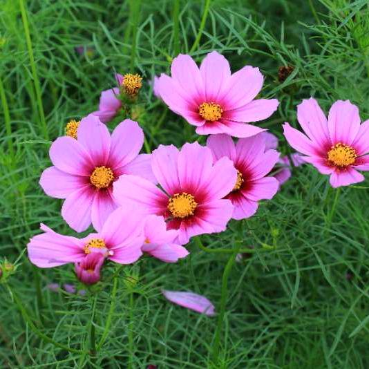 💋ꦿ冷暖自知꧔ꦿ᭄࿐ᩚ