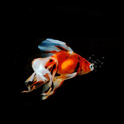 一只鱼🐟