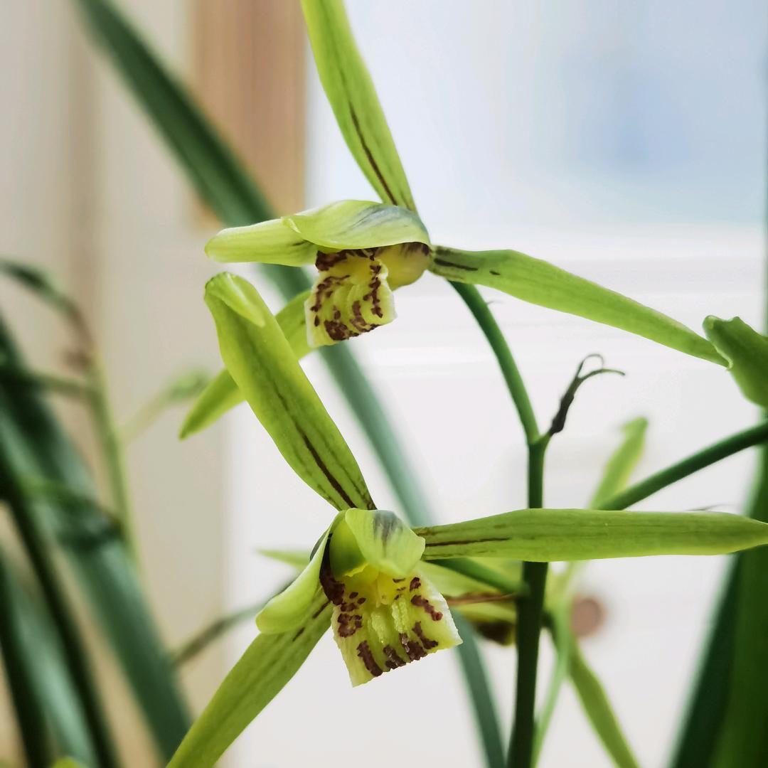 有品位的男人vip