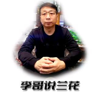 李哥说兰花