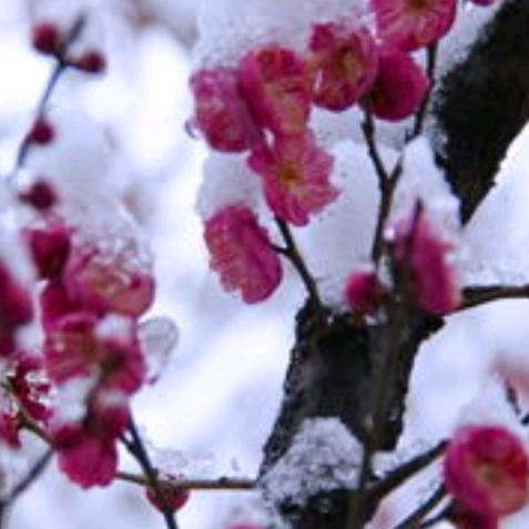 雪下梅梅中雪