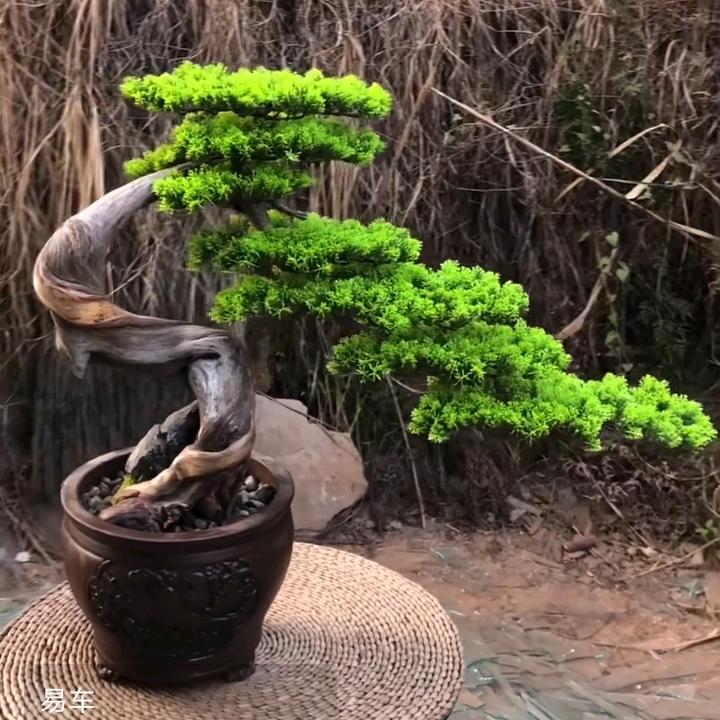 忆景园，盆景，花卉