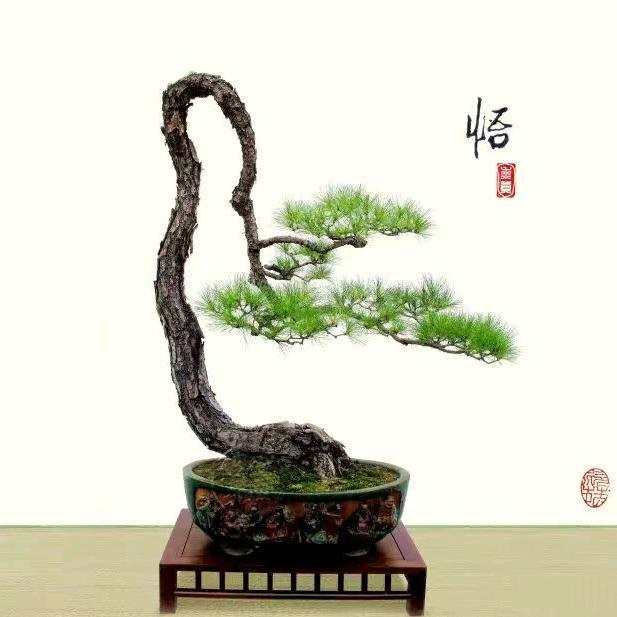 盆景·悟