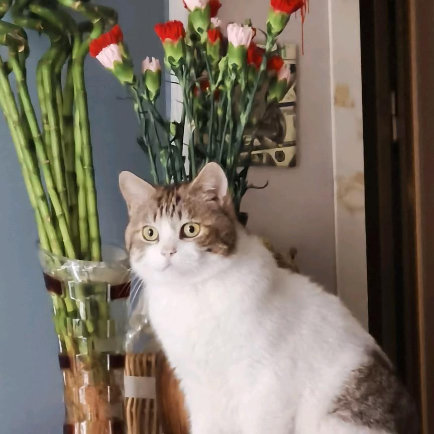 开心快乐🌻