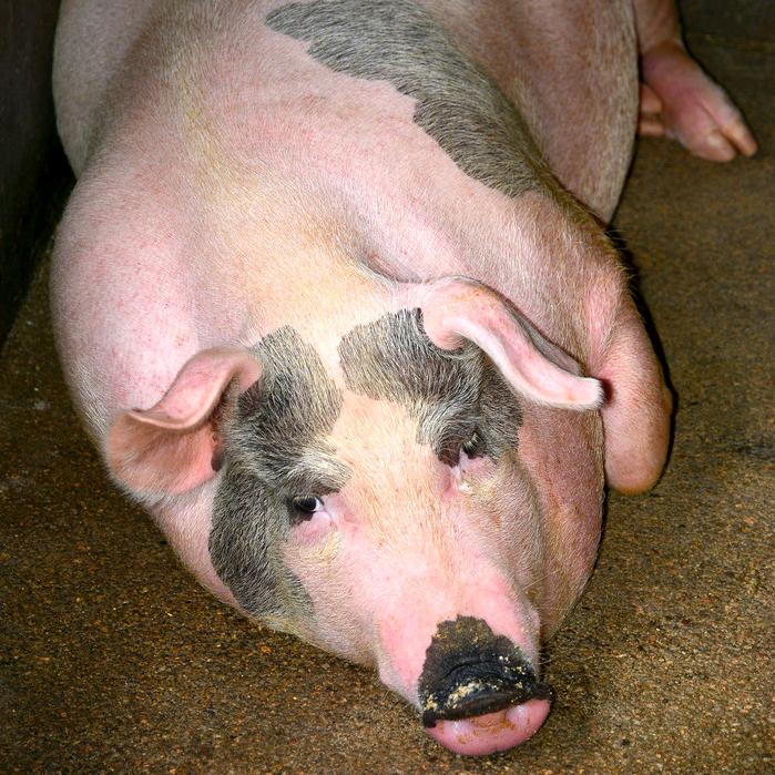 绿云本地大猪肉