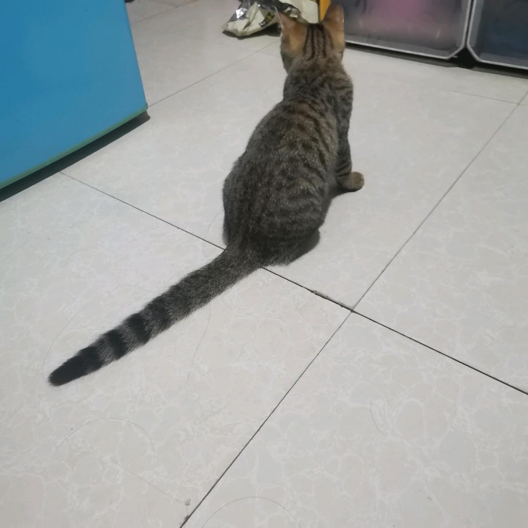 花花'是只猫