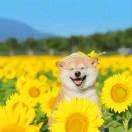 发大财的王春花