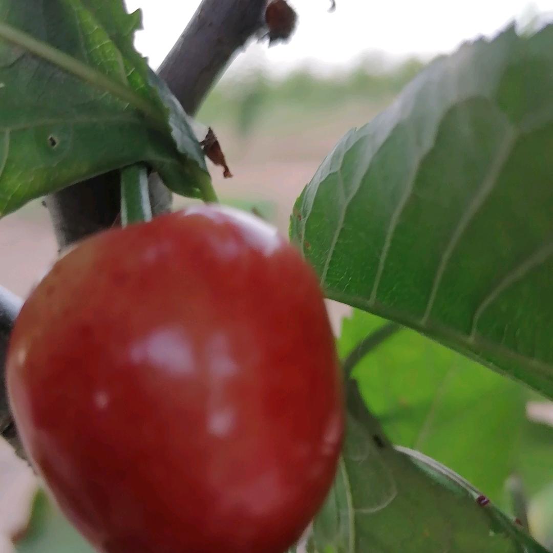 用户3136787914582樱桃先拓者