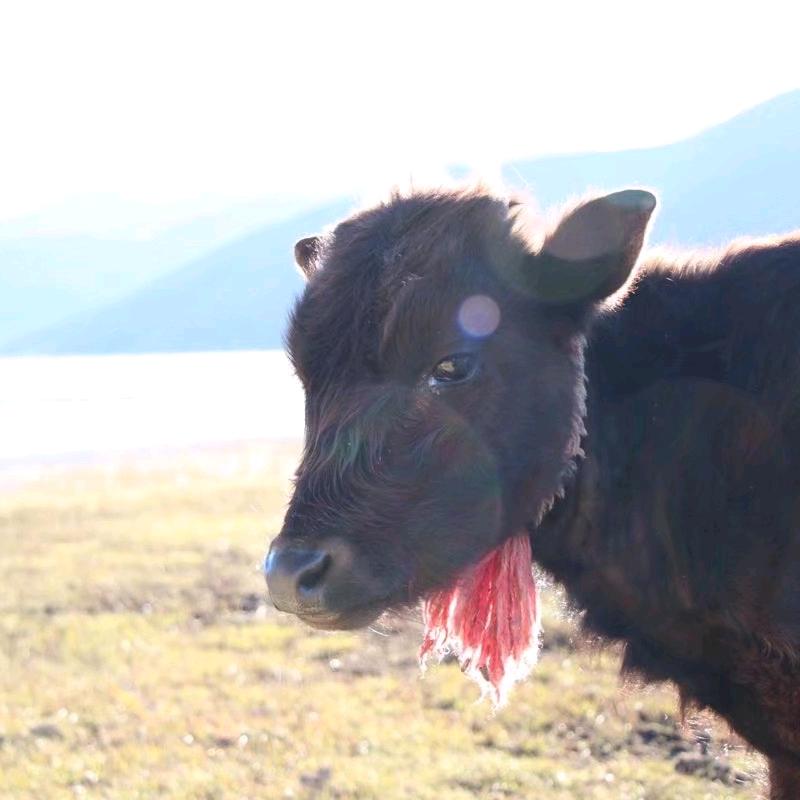如果昨天不曾离去