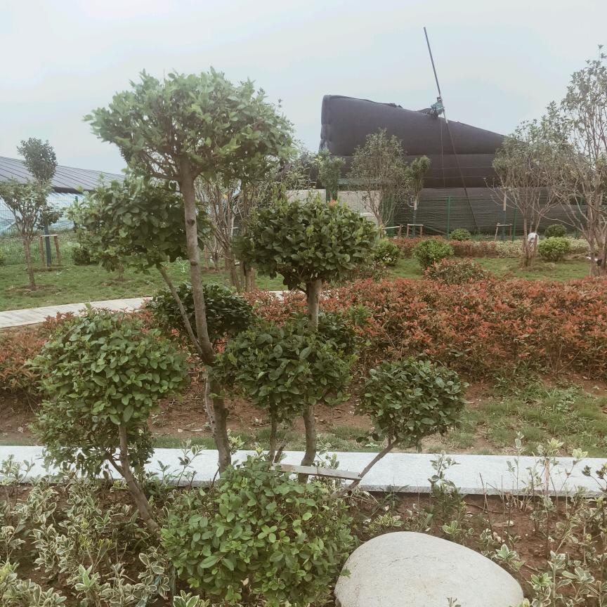 激情演绎飞虎队