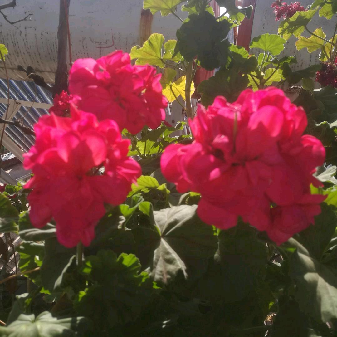 如果时光能倒流wang