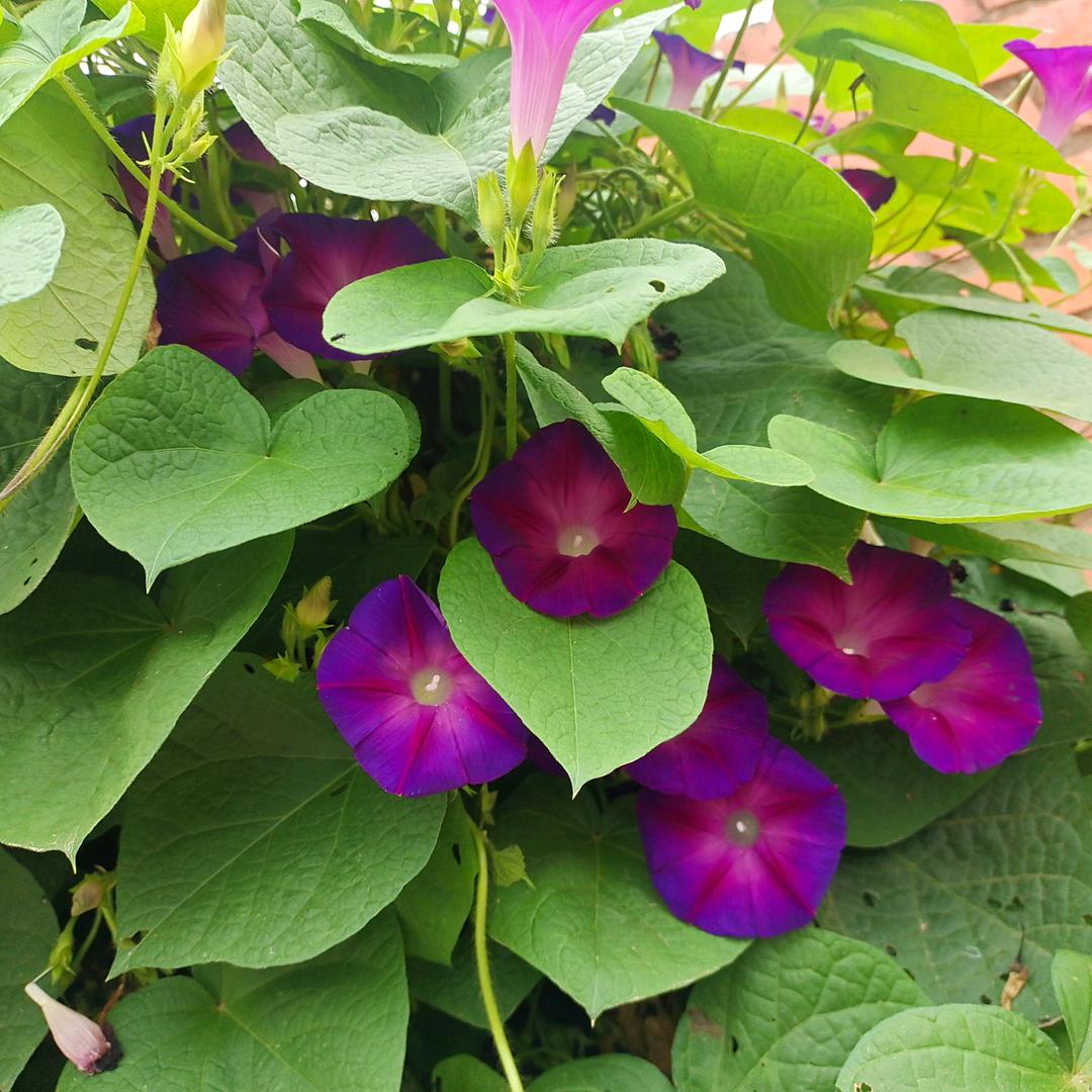 明天更美jingxiaolin