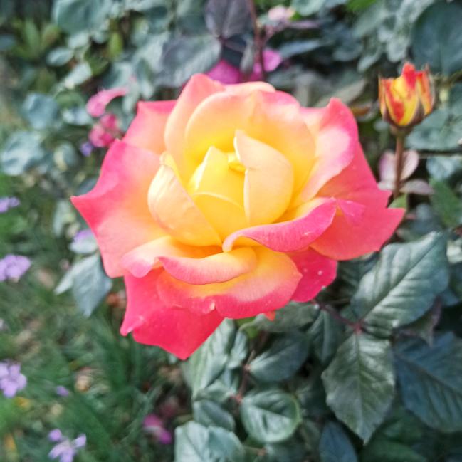 云南会南花卉