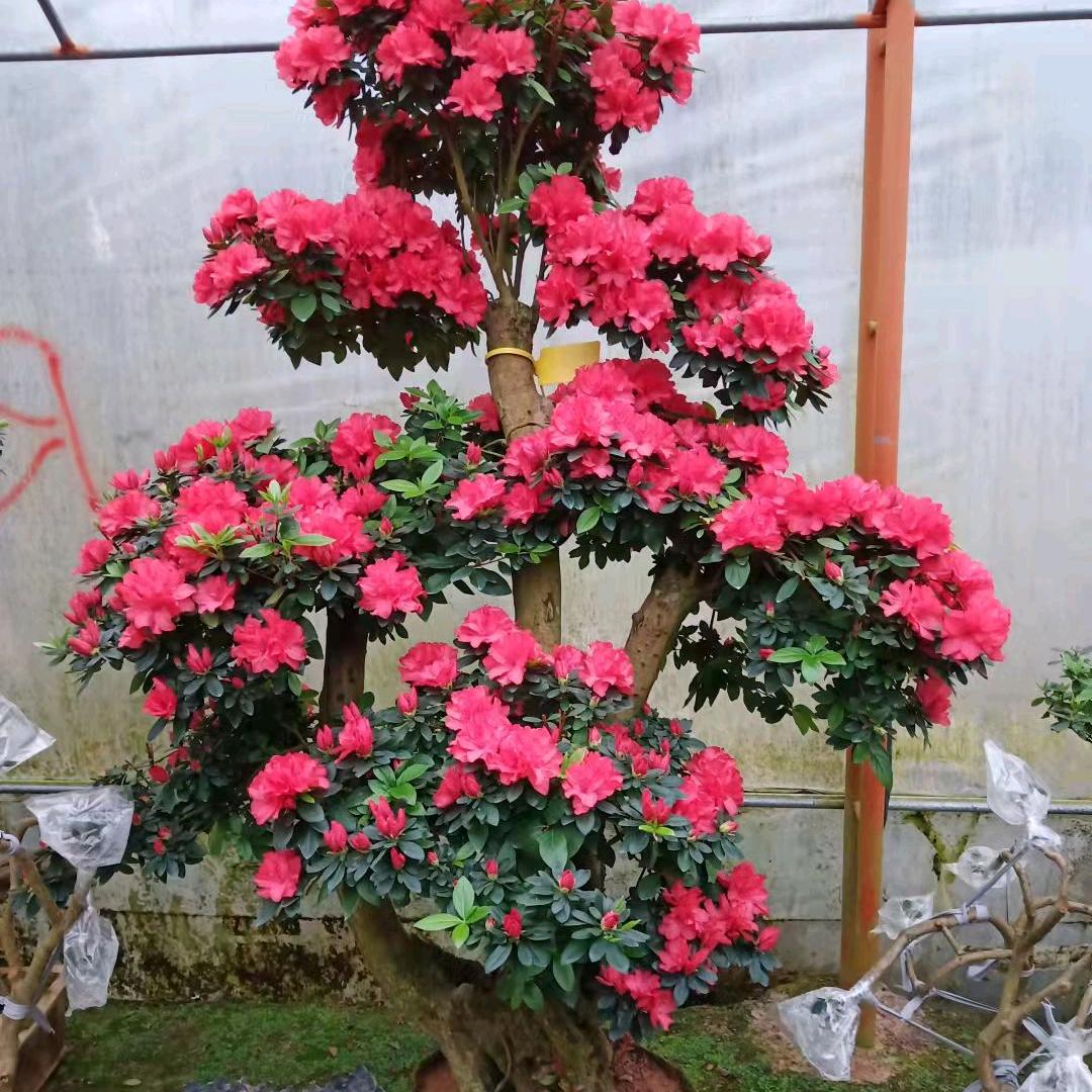 花精灵园艺场
