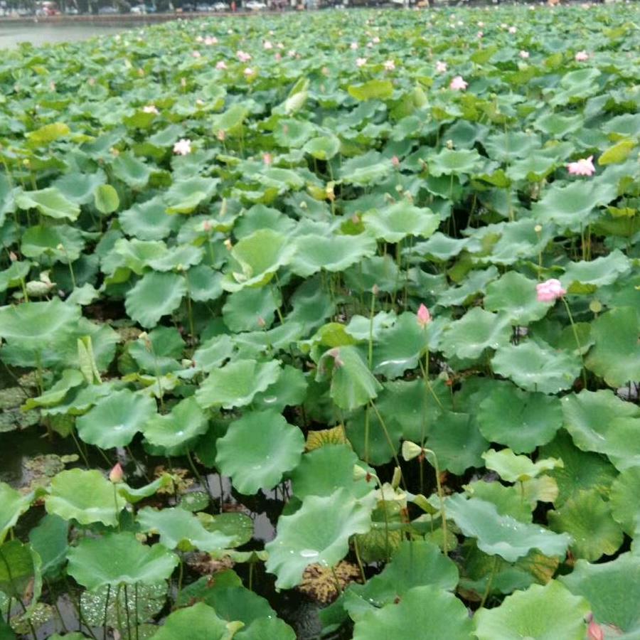 淡雅如水(拒绝私聊)