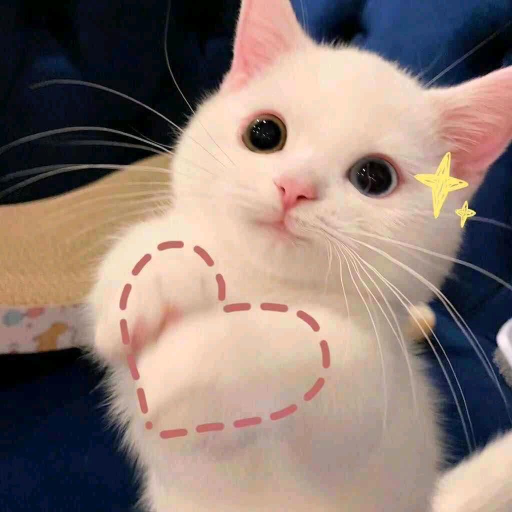 孤独的小狼🐺❤️🐺