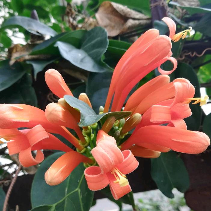 用户，韮菜坪