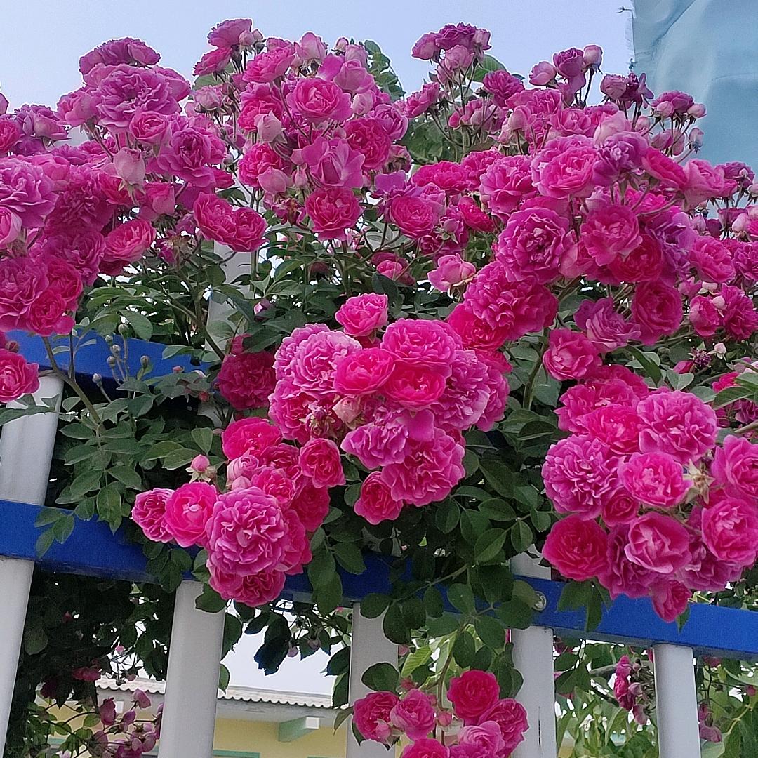 涵沫文