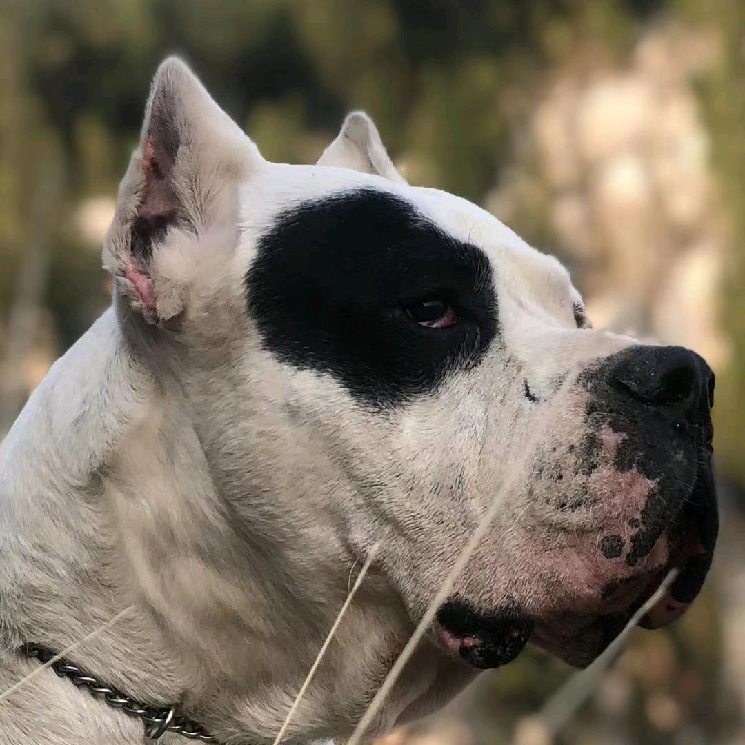 浩宇杜高犬