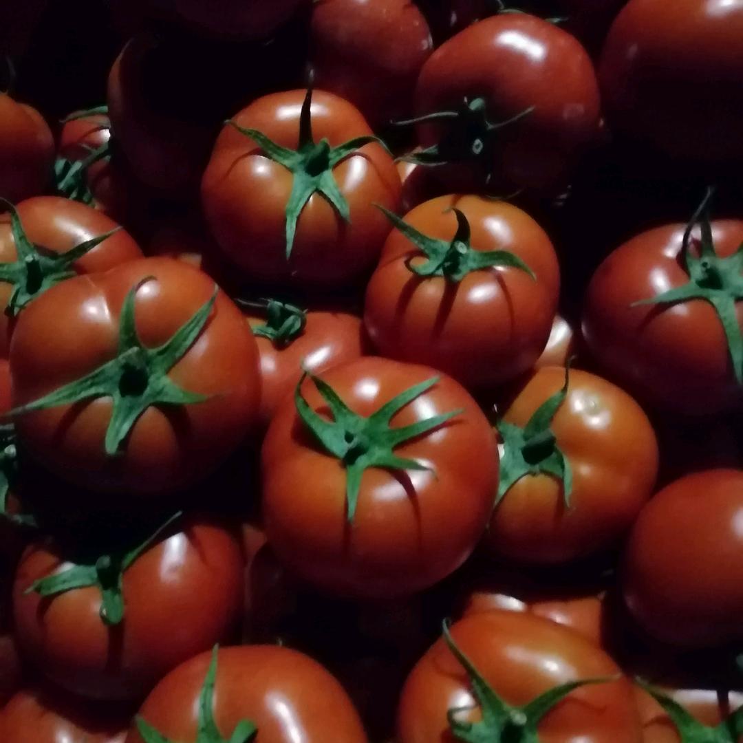 代收西红柿🍅