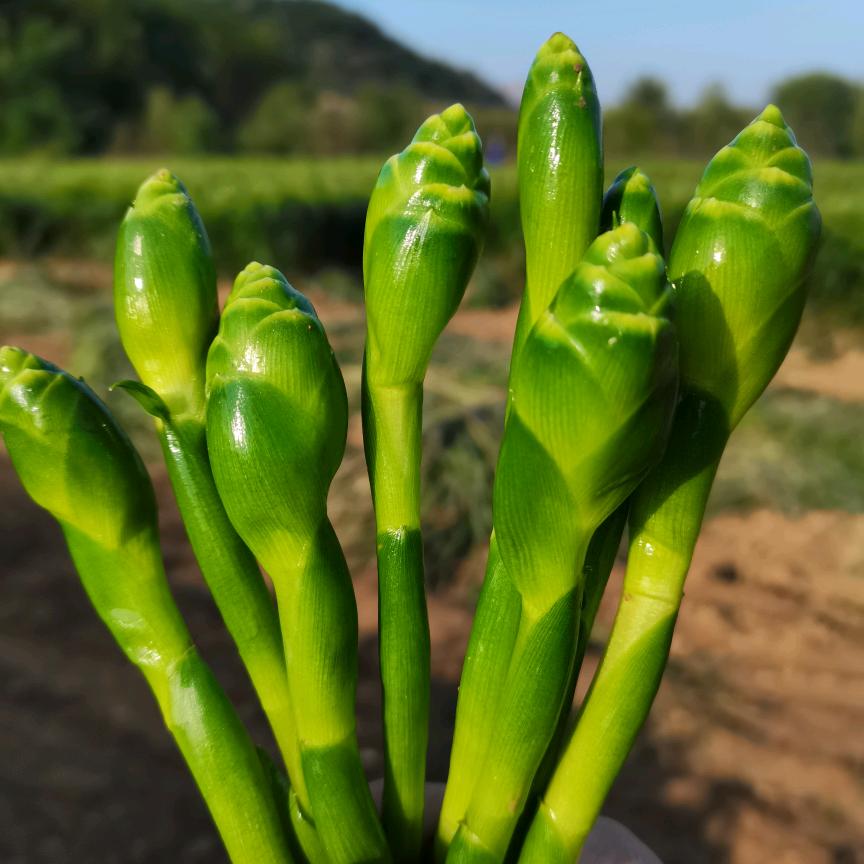 杏林小筑—高先生