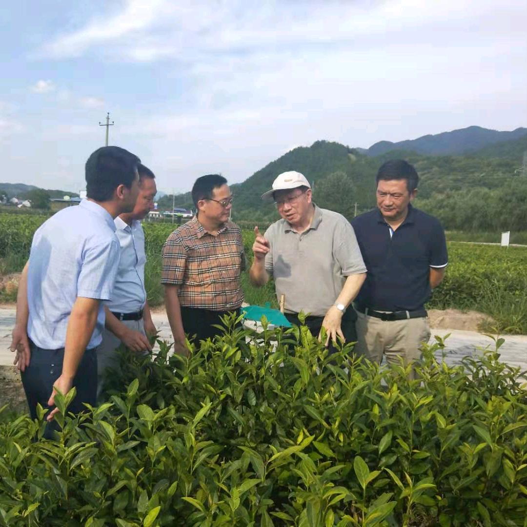 龙哥&天目春雨