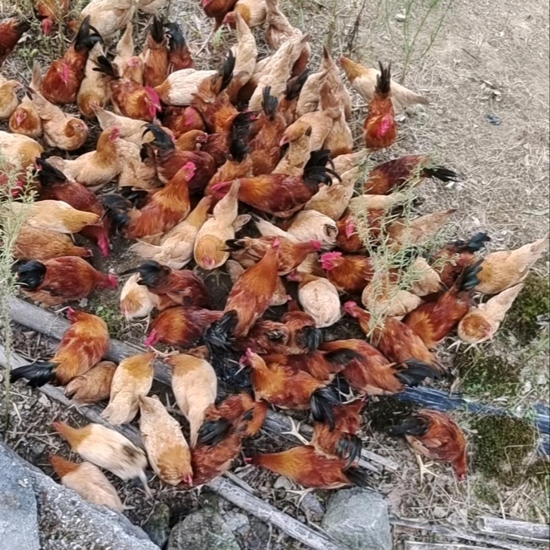 汽车维修保养蜂蜜跑山鸡出售