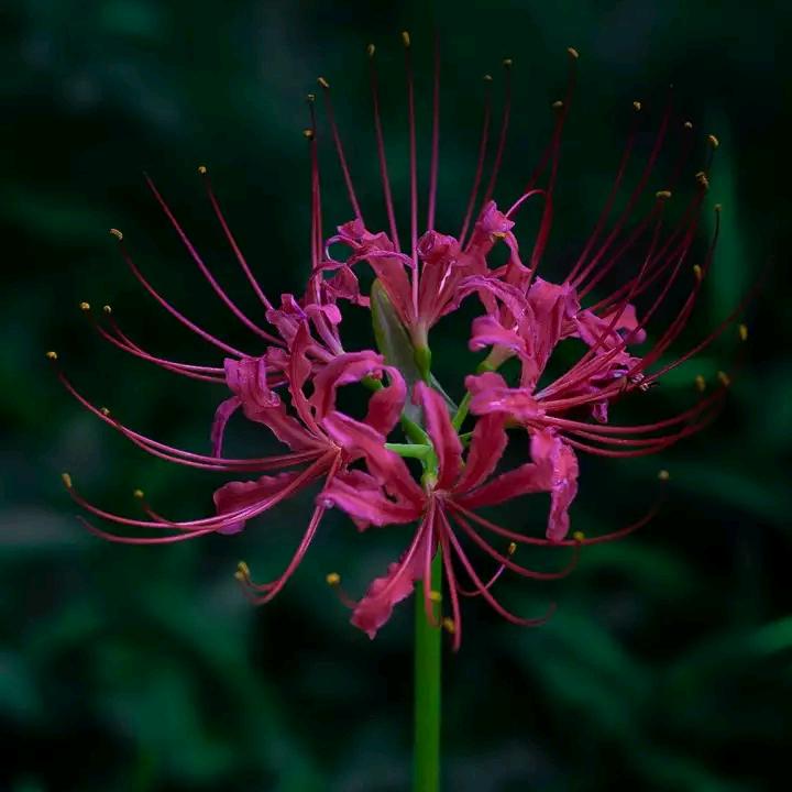 小草