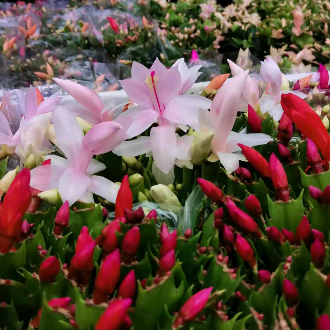淘花花木场